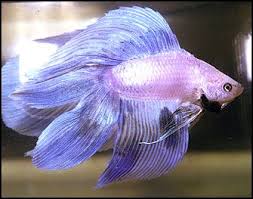 Veiltail Betta Mixed With Crowntail Google Search Betta Fish Betta Fish Types Betta