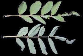 Image result for Indigofera astragalina