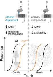 Check spelling or type a new query. Antinociceptive Modulation By The Adhesion Gpcr Cirl Promotes Mechanosensory Signal Discrimination Elife