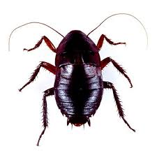 Image result for Culcasia orientalis