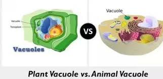 Check spelling or type a new query. Give The Difference Between Vacuole Of Plant Cell And Vacuole Of Animal Cell Brainly In