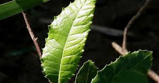 Image result for Brachylaena discolor