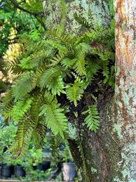 Image result for Pleopeltis