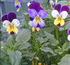 Each composite flower (actually a compact arrangement of ray and disk flowers) offers up a fully loaded buffet table for butterflies. Johnny Jump Up Heartsease Care Daylilies In Australia