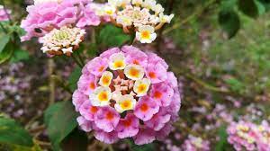 Florist in gapan, nueva ecija. Little Pink Yellow Flowers Pink Flowers Bushes Roses Bushes Gardening Youtube