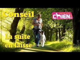 Video Pour Faire Marcher Le Chien Ou Le Chiot Au Pied Avec Collier Et Laisse Dresser Un Chien Comment Dresser Un Chien Dressage Chien