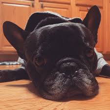 Pasalnya njing satu ini memiliki kecerdasan yang sangat baik dan bisa dilatih untuk menuruti apa yang diperintahkan oleh tuannya. If I Lay Here Long Enough Will It Be Time For Food Tigg Narcolepsy Frenchiesoverload Frenchiephotos