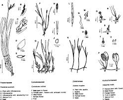 Image result for Cymodoceaceae