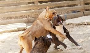 The giant 175lb family pit bull subscribe: Dog Attack In Melbourne Results In Death National Criminal Lawyers