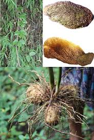 Image result for Dioscorea dumetorum