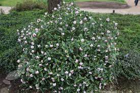 Daphne Odora White Flowering Shrubs Evergreen Flowering Shrubs Shrubs For Borders