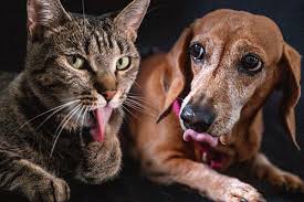 Wohnung mieten oder vermieten auf willhaben. Tierhaltung In Der Mietwohnung Was Gilt Fur Das Wohnen Mit Hund Und Katz