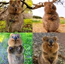 Meet Quokka The Happiest Animal On Earth Happy Animals Quokka Animal Quokka