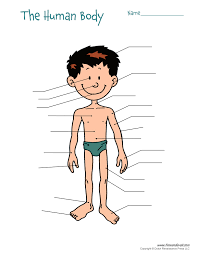 Anatomy of human body parts body parts names human anatomy human anatomy amazon's choice for body diagram. Adv Spanish 3 Body Parts Diagram Quizlet