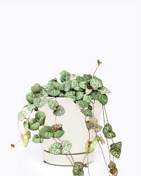 Image result for Ceropegia circinata