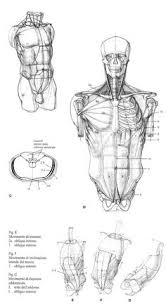 You'll learn how to draw the skeleton and build muscles on top. 36 Rh Torso Ideas Anatomy Drawing Anatomy Sketches Figure Drawing
