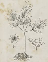 Image result for Blue Cohosh