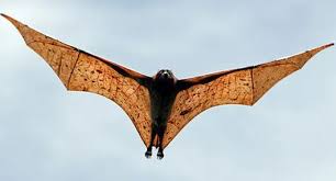Giant Golden Crowned Flying Fox Fruit Bat World S Largest Bat Endangered Fox Bat Bat Species Bat