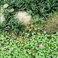 The company is so confident. How Do I Get Rid Of Clover After Weed Killers And Lime Have Failed Better Homes Gardens