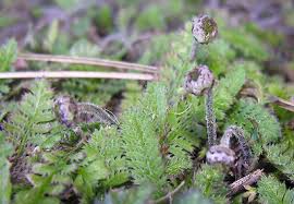 Image result for Selaginella perpusilla