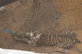 Kala: the face of tigers in peril