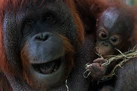 See full list on ran.org Sumatra S Animals Are In Danger Of Extinction Due To Palm Oil Here S What We Re Doing To Help One Green Planet