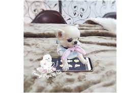 Adopt a teacup pomeranian for free. Applehead Chihuahua Puppies For Sale In San Antonio Texas