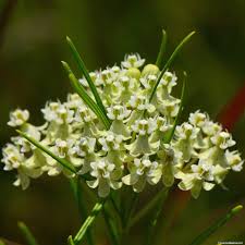 Whorled Milkweed Milkweed Asclepias Wildflower Seeds