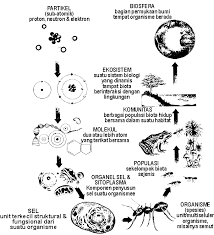 Menyebabkan keseimbangan alam sekitar terjejas pencemaran alam sekitar juga boleh menyebabkan keseimbangan alam sekitar terjejas. Http Repository Ut Ac Id 4433 1 Biol4412 M1 Pdf
