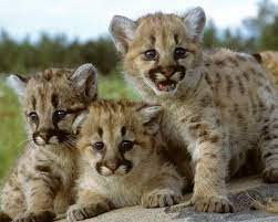Pin On Baby Animals