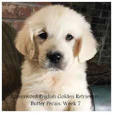 Missouri view/post golden retriever dogs for adoption in missouri on rescue me!: Silversword English Golden Retrievers Silversword Akc Registered English Golden Retrievers