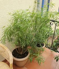 Image result for Asparagus falcatus