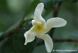 Image result for Tabernaemontana pachysiphon