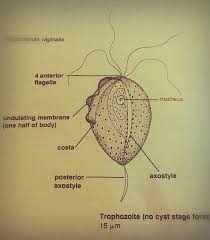 Trichomonas Vaginalis Trophozoite No Cyst Diagram Medical Laboratory Science Medical Lab Technician Medical Laboratory Technician