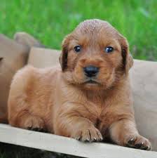 Breeders of merit are denoted by level in ascending order of: Akc Golden Retriever Puppies For Sale In Prairie Du Chien Wisconsin Classified Americanlisted Com