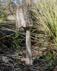 Naucoria (Aldercap) species today from Trinity County, CA found growing  beneath Alder in the middle of a small stream. #fungi #mushrooms #naucoria  #aldercap #hymenogasteraceae #nature #photography iNaturalist Observation:  https://www.inaturalist.org ...