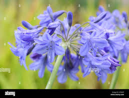 Image result for Agapanthus campanulatus