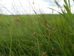Image result for Juncus balticus