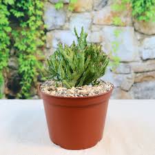 Image result for Euphorbia neopolycnemoides