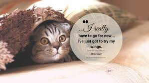 But so is the love left behind. I Just Wanted To Let You Know That I Made It Home Tiny Pet Memories