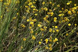 Image result for Helichrysum buchananii