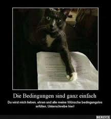 die bedingungen sind ganz einfach lustige bilder spruche witze echt lustig katzen witze katze lustig katzen lustige spruche
