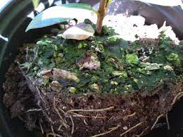 Vegetables need good soil for healthy growth and harvests. Ask A Question Forum Green Fungus On Soil Bad Garden Org