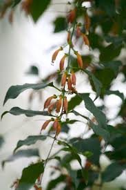 Image result for Halleria lucida