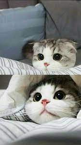video cute cats and kittens doing funny things 2019 3 funny cat compilation kucing bayi bayi hewan bayi hewan lucu