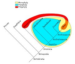 Contoh kladogram sederhana untuk menemukan konsep kladogram. Kladistika Wikipedia Bahasa Indonesia Ensiklopedia Bebas