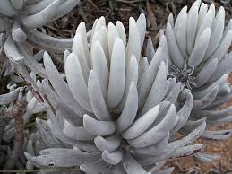 Image result for Senecio pleistocephalus