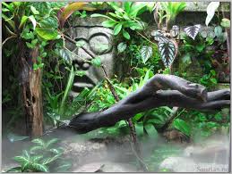 Full Mayan Wfogimg 0056 Jpg 1624 1224 Schlangenterrarium Reptilien Terrarium Terrarium Ruckwand