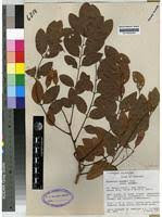 Image result for Dalbergia boehmii