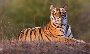 Maybe you would like to learn more about one of these? Tigress Found Dead In Madhya Pradesh S Panna Reserve 4th Death In 10 Days